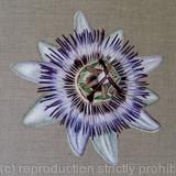 Passion Flower