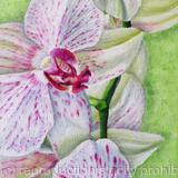 Orchid Phalaenopsis 