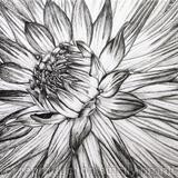B/W Dahlia Flower 6