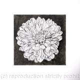 B/W Dahlia Flower 7
