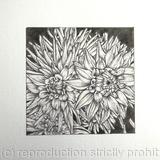 B/W Dahlia Flower 8