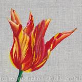 Ballerina Tulip - Square Greetings Card