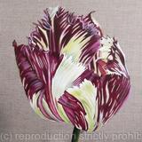 Tulip Purple Crystal 1