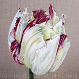 Tulip Purple Crystal 2