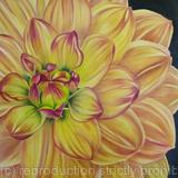 Dahlia Pam Howden - Medium Greetings Card