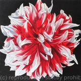 Dahlia Santa Claus - Square Greetings Card