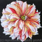 Dahlia Caribbean Fantasy - Square Greetings Card