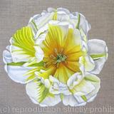 Flaming Evita Tulip - Square Greetings Card