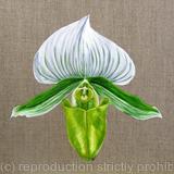 Green Lady Orchid