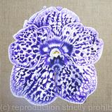 Vanda Siam Ink Orchid