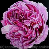 Charles Rennie Mackintosh Rose