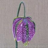 Fritillaria Meleagris