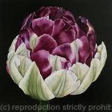 Wow Tulip