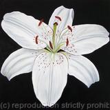 White Lily - Square Greetings Card