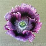Purple Poppy - Greetings Card