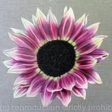 Strawberry Blonde Sunflower - Square Greetings Card