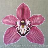 Summer Geyser Candy Orchid