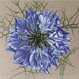 Love-in-the-Mist - Square Greetings Crad