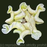 Yellow Crown Tulip - Square Greetings Card