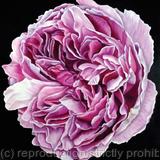 Charles Rennie Mackintosh Rose - Square Greetings Card