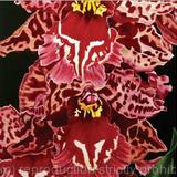 Cascade of Orchids - Square Greetings Card