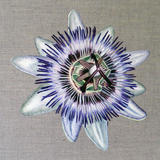 Passion Flower - Square Greetings Card