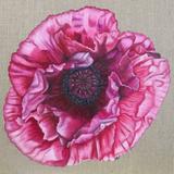 Pink Poppy - Square Greetings Card