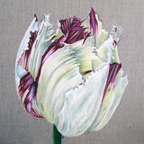 Purple Crystal Tulip 2 - Square Greetings Card