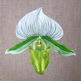 Green Lady Orchid - Square Greetings Card