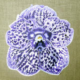 Vanda Siam Ink Orchid - Square Greetings Card