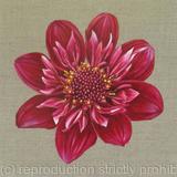 Dahlia Hootenanny Greetings Card
