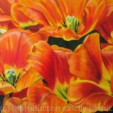 Mystic Garrant Tulip - Square Greetings Card