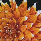 Dahlia Colour Spectacle - Square Greetings Card