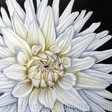 White Moonlight Dahlia - Square Greetings Card