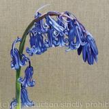 Blue Bell - Greetings Card