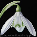 Snowdrop - Greetings Card