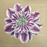 Clematis Josephine - Greetings Card