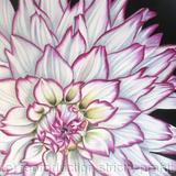 April Dawn Dahlia - Greetings Card