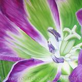 Nightrider Tulip - Medium Greetings Card