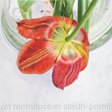 Tulipmania 2 - Greetings Card