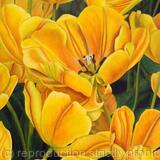 Asahi Tulip - Greetings Card
