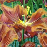 Black Jewel Tulip - Greetings Card