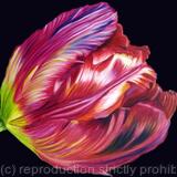 Red Tulip - Greetings Card