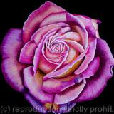 Pink Rose - Greetings Card