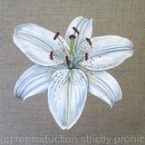 White Lily 2 - Greetings Card