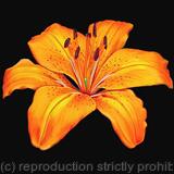 Orange Joy - Greetings Card