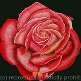 Red Rose - Greetings Card