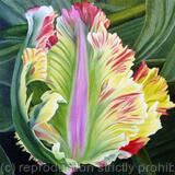 Flaming Parrot - Greetings Card