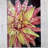 Dahlia Giraffe - Print