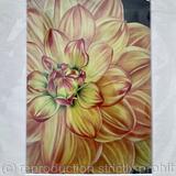 Dahlia Pam Howden - Print